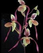 unknow artist Orchis oil painting picture wholesale